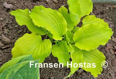 Hosta Seven Year Itch